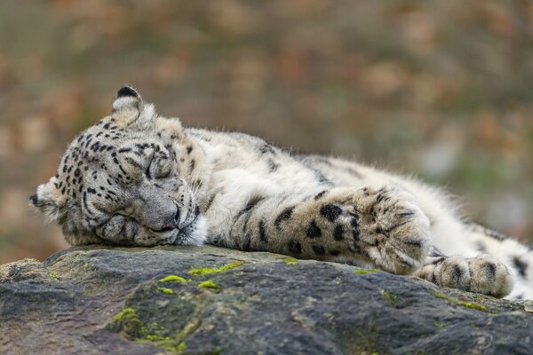 Il leopardo delle nevi dorme dolcemente