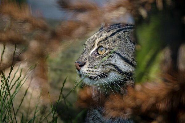 Caza del gato salvaje del pescador