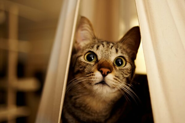 A cat s face peeks out of the curtain