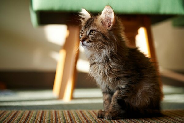 The kitten sits on the floor near the stool and looks into the distance