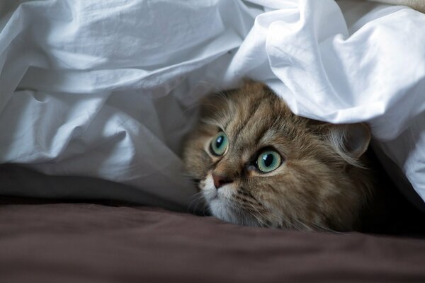 Chat poilu roux sous une couverture blanche