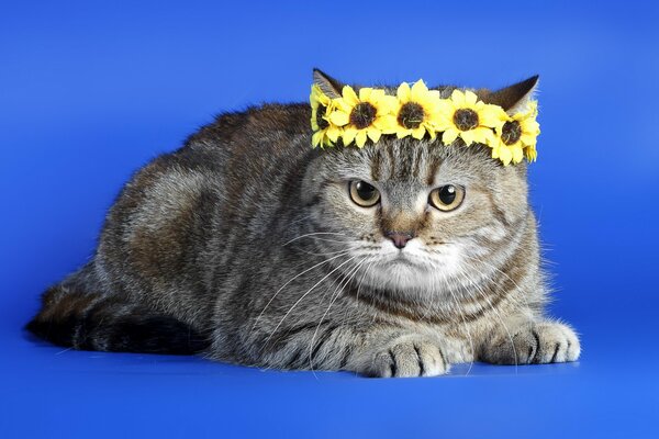 Moelleux Babe dans une Couronne de fleurs