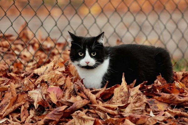 The cat is behind the enthusiasm, standing in the autumn foliage