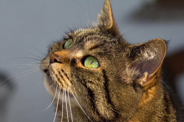 Die Katze schaut mit grünen Augen auf das Essen, das sie essen möchte