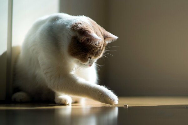 Gato blanco jugando con una moneda