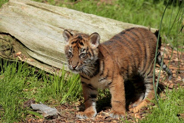 A tiger cub near a log looks into the distance