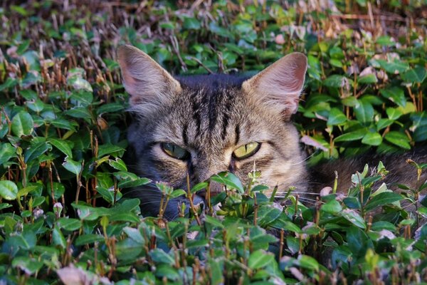 Il muso del gatto è visibile nell erba, probabilmente seduto in un imboscata