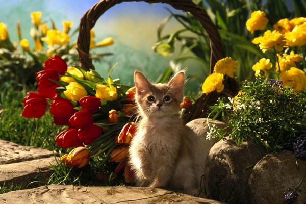 Cute kitten on a background of bright colors