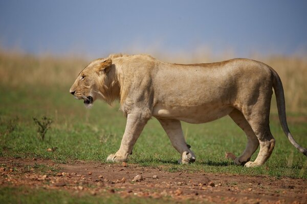 Sauvage bel homme est allé à la chasse