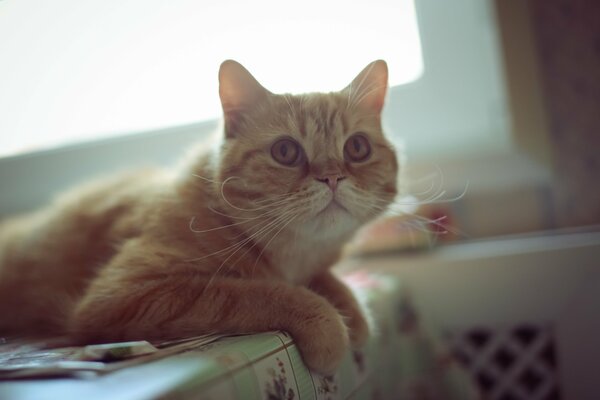 Rothaarige schnurrbärtige Katze mit braunen Klasen