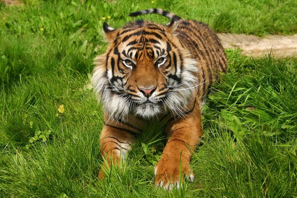 Un gran hocico de tigre yace en la hierba