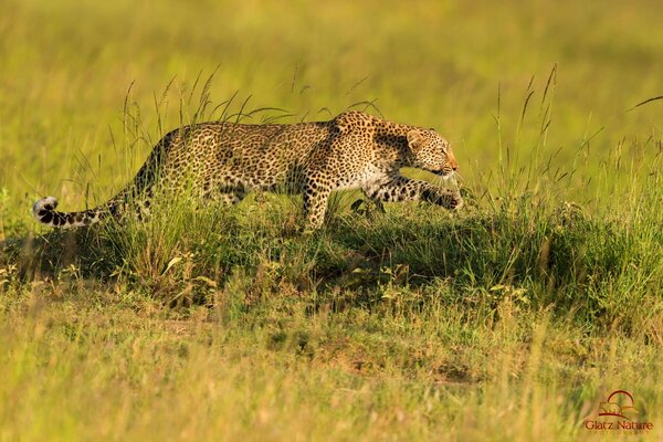 Leopard Raubtier Jagd Savanne