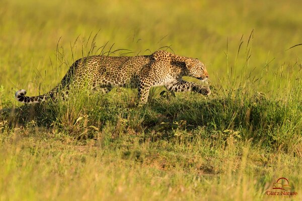 Léopard prédateur chasse savane