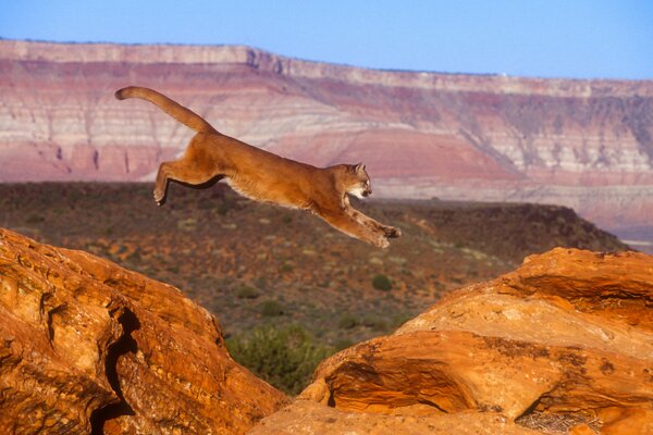 Potente salto cougar attraverso le rocce