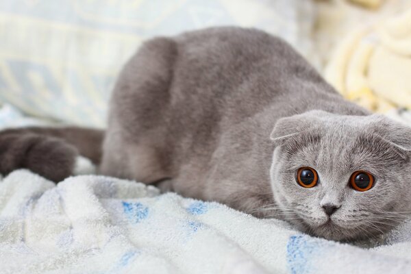 El gato más lindo con hermosos ojos