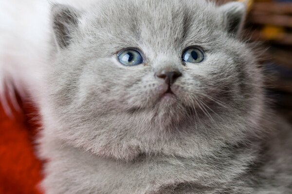 British Shorthair chaton aux yeux bleus