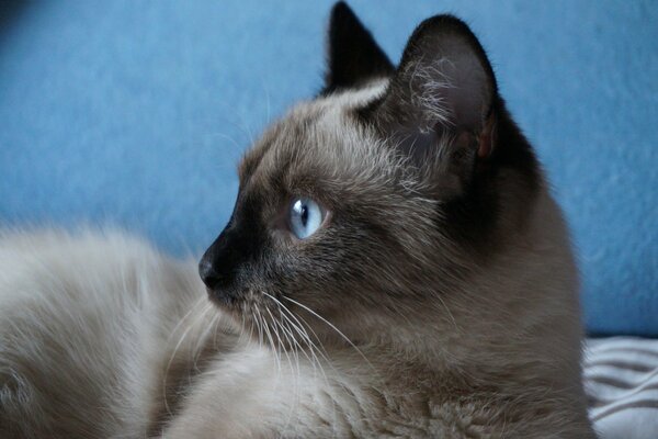 Siamese cat on a blue background