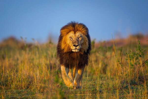 A proud lion on the field