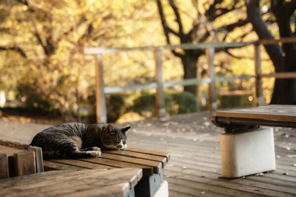 The cat sleeps on the bench