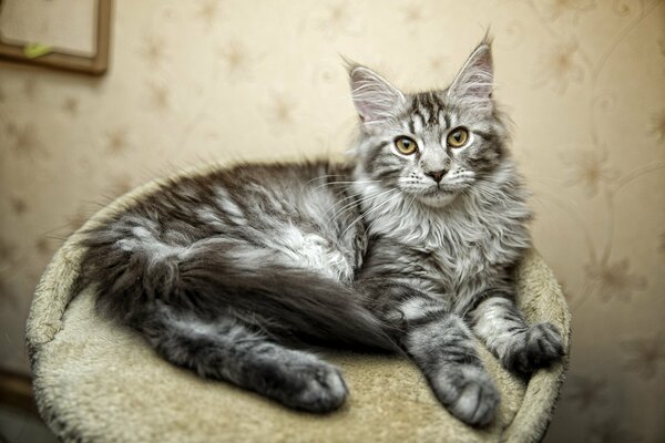 A cat poses for a photographer