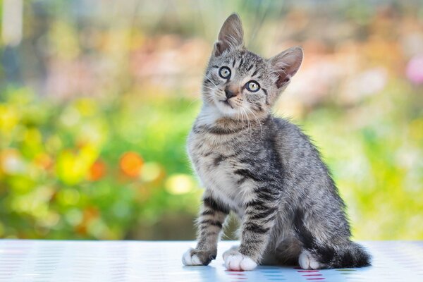 Chat gris sur fond de nature floue