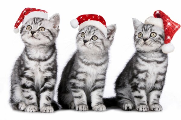 Chatons dans les chapeaux de Noël