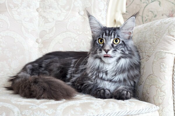 A black cat is lying on a white sofa