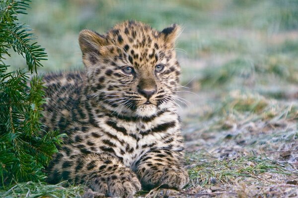 El gatito del leopardo de Amur se sienta cerca del abeto