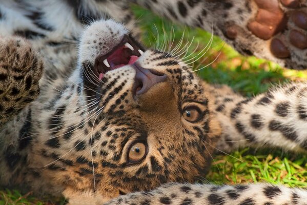 A leopard plays with the tail of another leopard