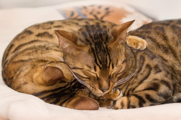 Bengalische Katze schläft in einer Umarmung