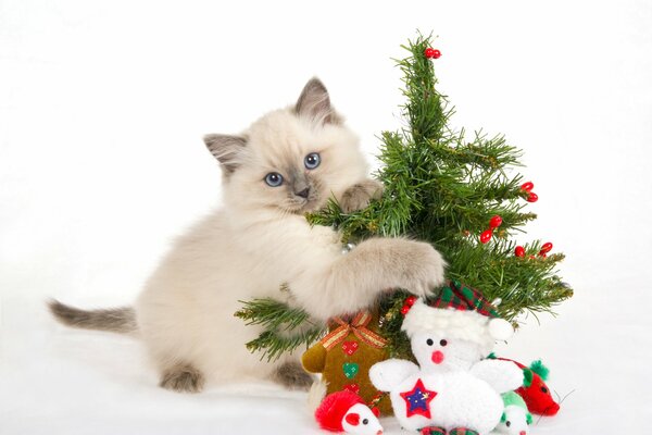 El gato de año nuevo quiere felicidad