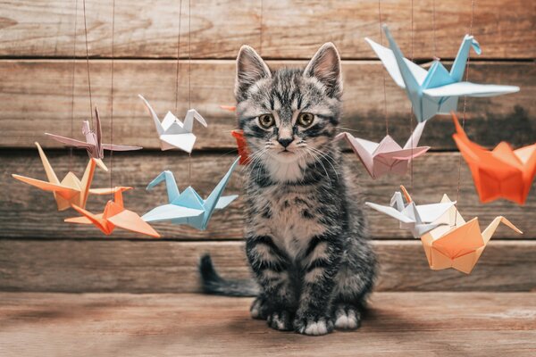A kitten among flying paper cranes