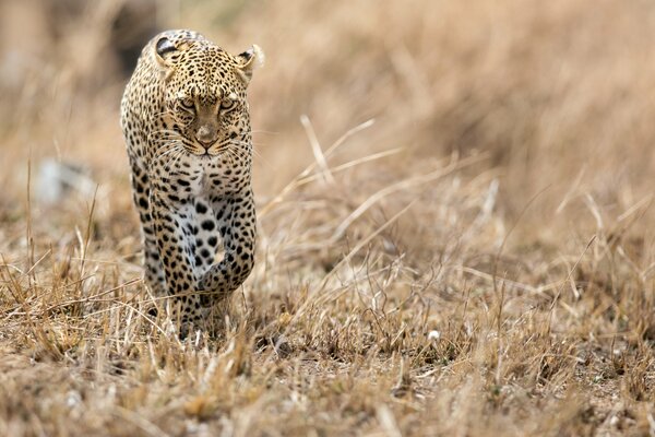 Savanna the predatory leopard is coming