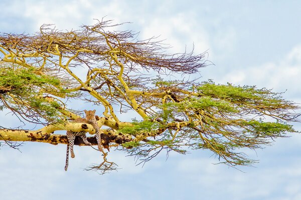 Leopard hanging on a tree branch