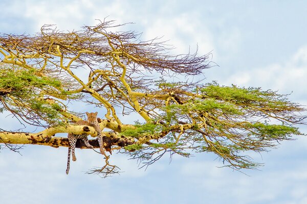 Leopardo colgando de la rama de un árbol