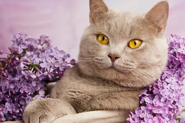 Un gato gris con ojos amarillos yace inmensamente en colores lila sobre un fondo lila