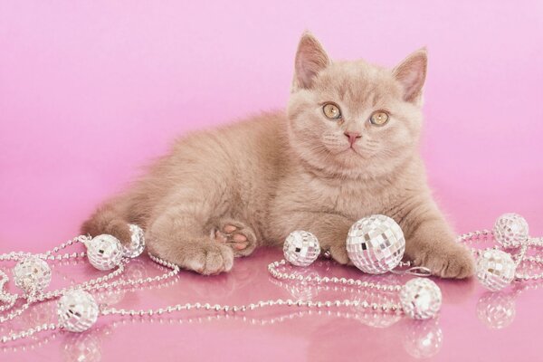 British shorthair plays with a garland on the living room floor