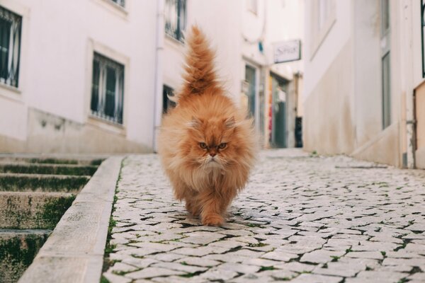 A cat with a fluffy tail on the street