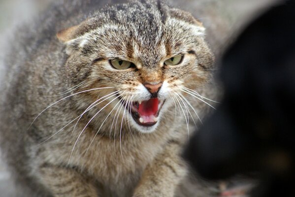 The angry look of a cat at a dog