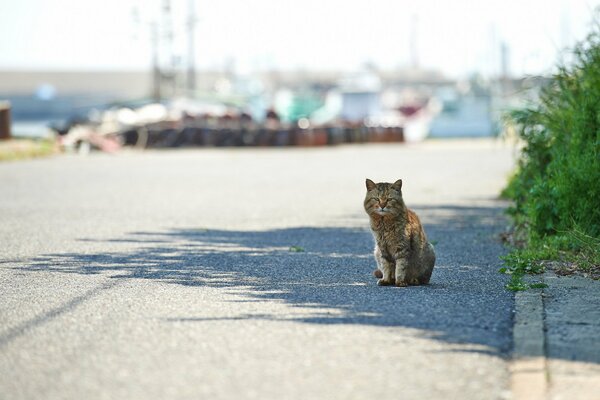 Piccolo gattino seduto sulla strada