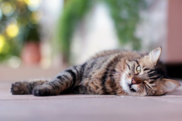 El gato se acuesta y guiña un ojo. Gato abre la boca y se ve el Colmillo