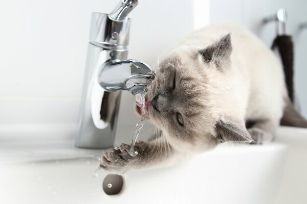 British Shorthair beve acqua