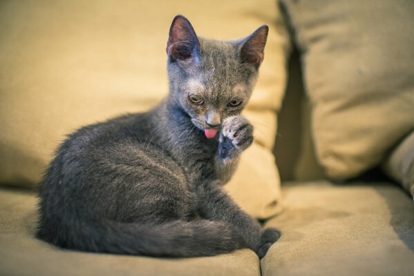 Le chaton cherchait sa mère puis était fatigué et assis