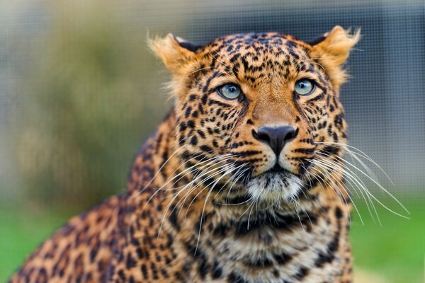 Der Blick des Amur-Leoparden in freier Wildbahn