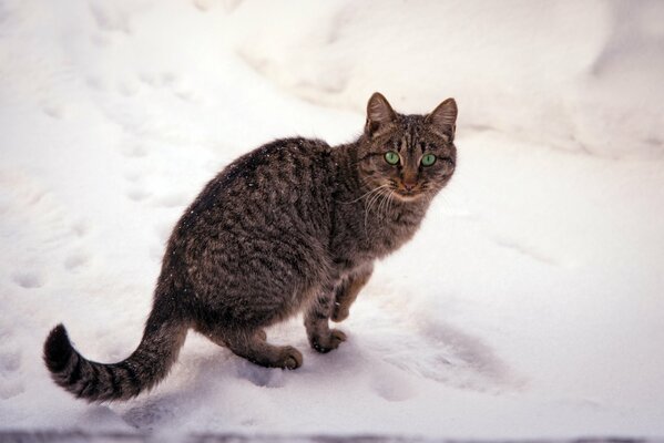 Gatto scuro sulla neve bianca