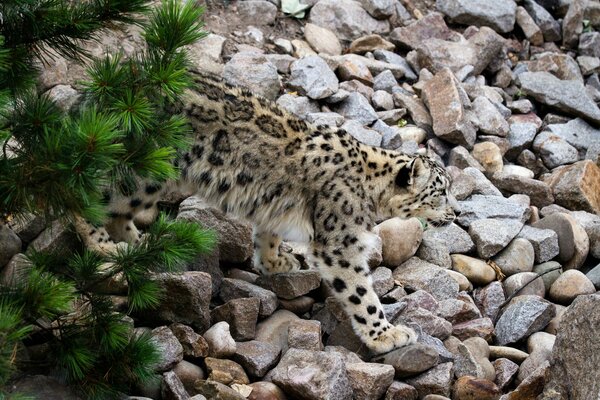 Snow Leopard se faufile sur les rochers