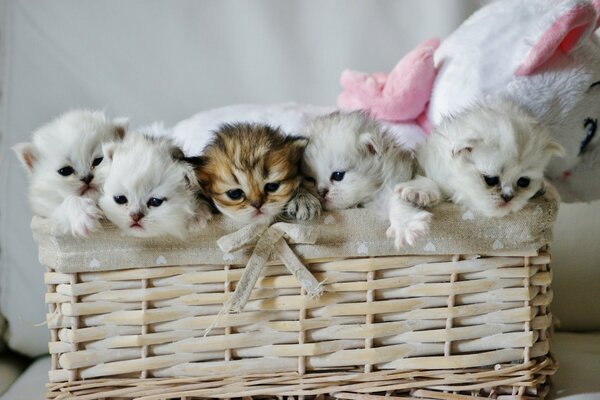 Kittens with a plush cat in a basket