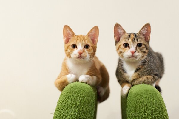 Lindos gatitos posando para la foto