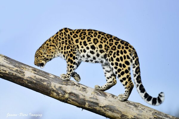 Wild cat leopard on a log
