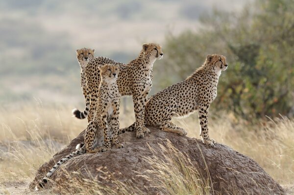 A family of cheetahs on a rock on the prairie